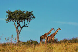 Afrika Reisen 2022, Savanne, Safaris
