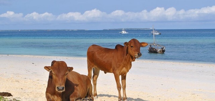 Tansania Sansibar Urlaub am Strand