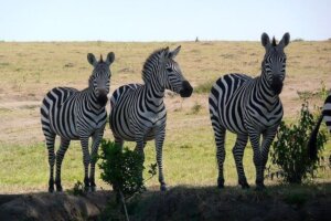 Reisekombi Baden und Safari Kenia Badeurlaub & Safaris