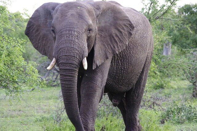 Afrika Pauschalreisen Sabi Sands