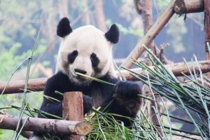 Panda Aufzuchtsstation Chengdu