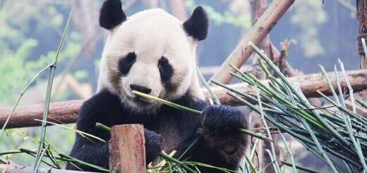 Panda Aufzuchtsstation Chengdu