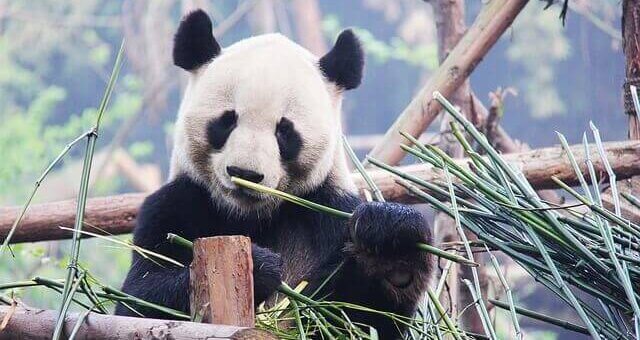 Panda Aufzuchtsstation Chengdu