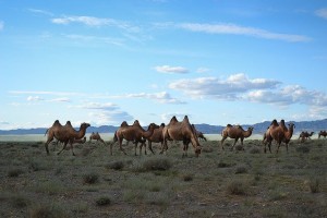 Mongolei Reise Wüste Gobi Mongolei Höhepunkte 2023