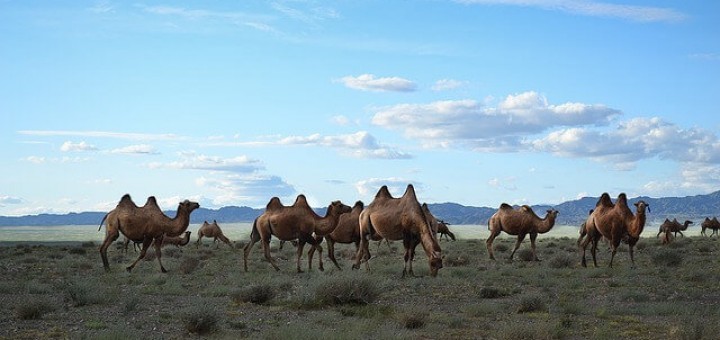 Mongolei Reisen 2022