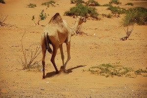 Ajman Reisen, Flug & Hotel Pauschalreisen im Emirat buchen