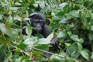 Uganda Rundreise Privatreisen Gorilla Tracking