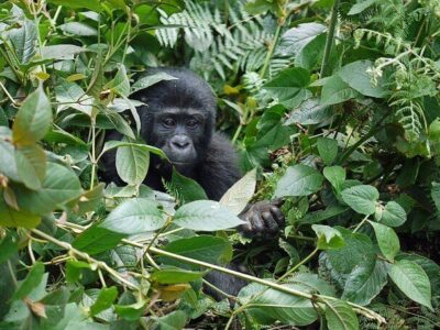 Uganda Privatreisen Rundreise Gorilla Tracking