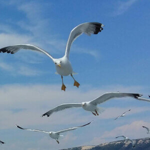 Kroatien Schiffsreise 2026 Segelreisen ab Rijeka