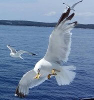 Kroatien segeln