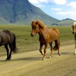 Island Fotoreise 2025, 2026 Fotoexkursion Highlights im Süden 1 Island Reisen für junge Leute, Islandpferde