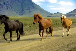 Island Reise für junge Leute bis 35 - Iceland young