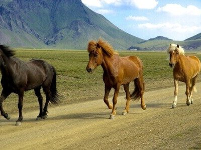 Island Reise für junge Leute bis 35 - Iceland young