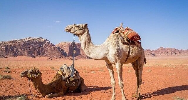 Jordanien 2023, Wadi Rum, Kamele