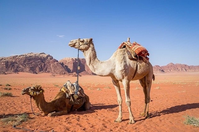Jordanien 2023, 2024 Wadi Rum, Kamele