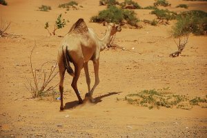 Kameltrekking in der Wüste
