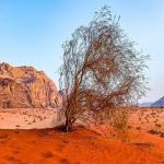 Wüste Wadi Rum, Jordanien Angebote