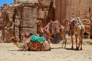 Jordanien, Petra, Kamele
