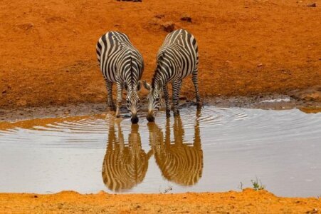 Kenia Reisen Amboseli Nationalpark, Safari