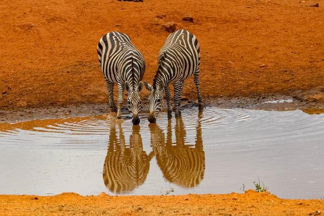Kenia Amboseli Nationalpark, Safari