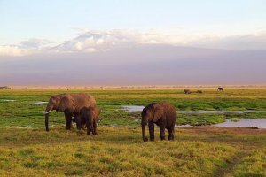 Kenia Nationalparks, Kilimanjaro