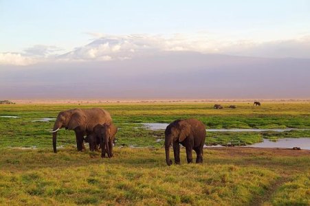 Kenia Nationalparks, Kilimanjaro Besteigung