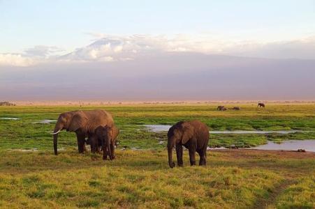 Kenia Nationalparks, Kilimandscharo