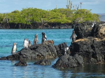 urlaub galapagos inseln, pinguine