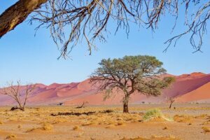 Namibia Sossusvlei, Etosha Nationalpark Camping Rundreise