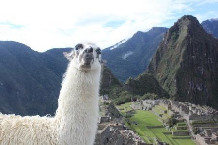 peru machu picchu mit lama