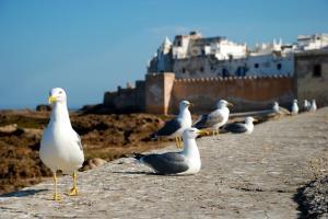 Agadir Pauschalreisen 2024 Atlantikküste Marokko