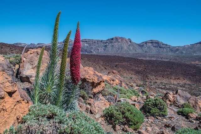 langzeiturlaub kanaren, teneriffa 2024