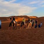 marokko wüstenabenteuer, wüste, kamele