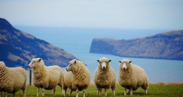 Neuseeland Ausflüge, mehrtägig
