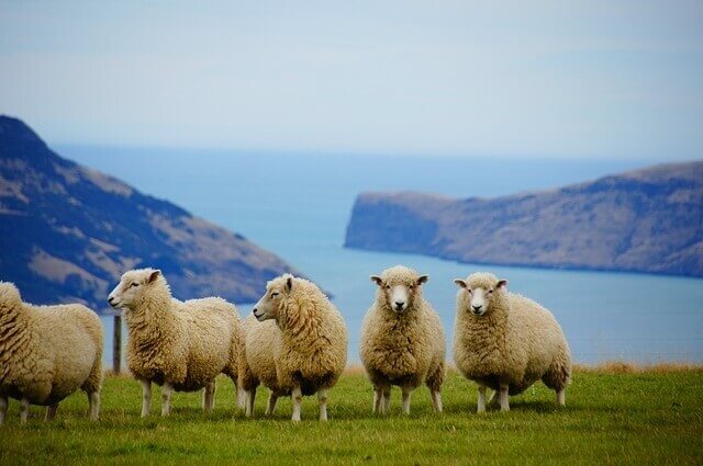 neuseeland ausflüge, mehrtägig