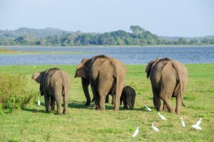 Sri Lanka reisen, elefanten