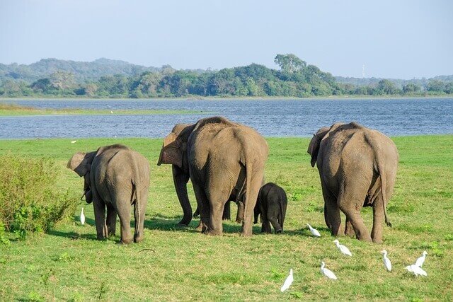 Sri Lanka reisen 2024 elefanten