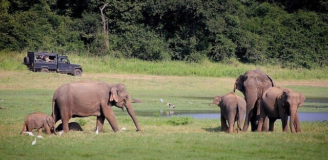 Sri Lanka Safari