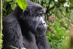 Berggorilla-Tracking im Regenwald des Bwindi-Nationalparks
