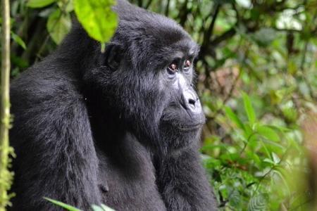 gorilla, uganda  2024 bwindi