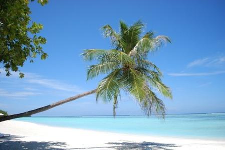 malediven, palme am strand
