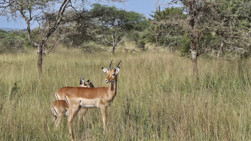 serengeti - tansania