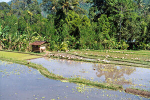 Rundreisen Indonesien , Bali Reise