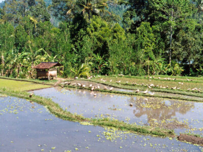 Indonesien Trekking Bali, Java Lombok