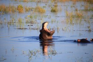 Simbabwe Reise Hausboot-Safari zu den unbekannten Schätzen