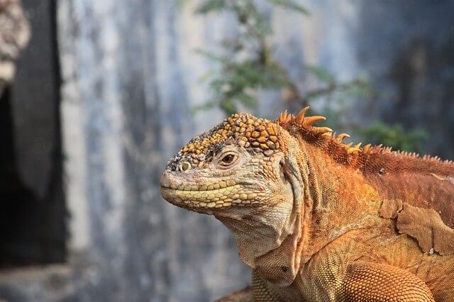 Galapagos Reisen Südamerika