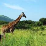 Krüger Nationalpark Camp, Südafrika Reisen