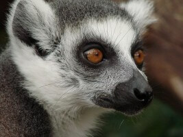 Madagaskar Reisen 2022