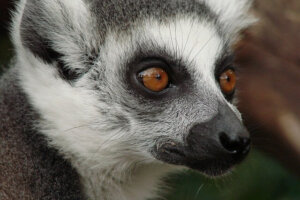 Madagaskar Rundreise einzigartige Reise für Naturliebhaber