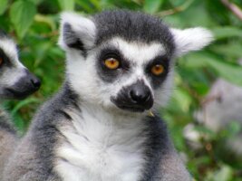 Madagaskar Reisen, Privatreisen